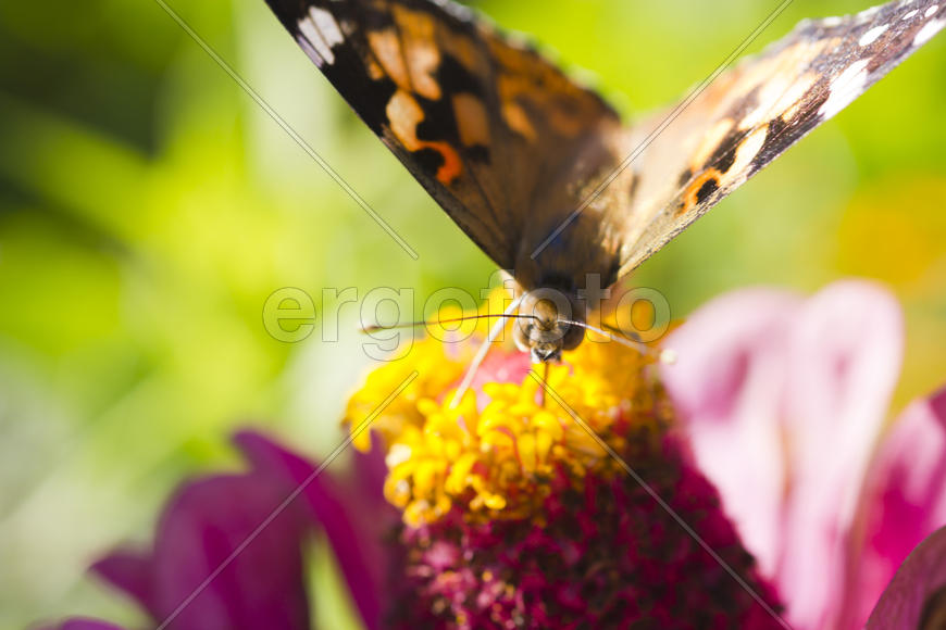 The butterfly on a flower collecting nectar on a bright sunny day