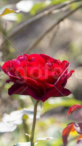 Autumn flowers grow in the joy of the people in the bright light of the sun