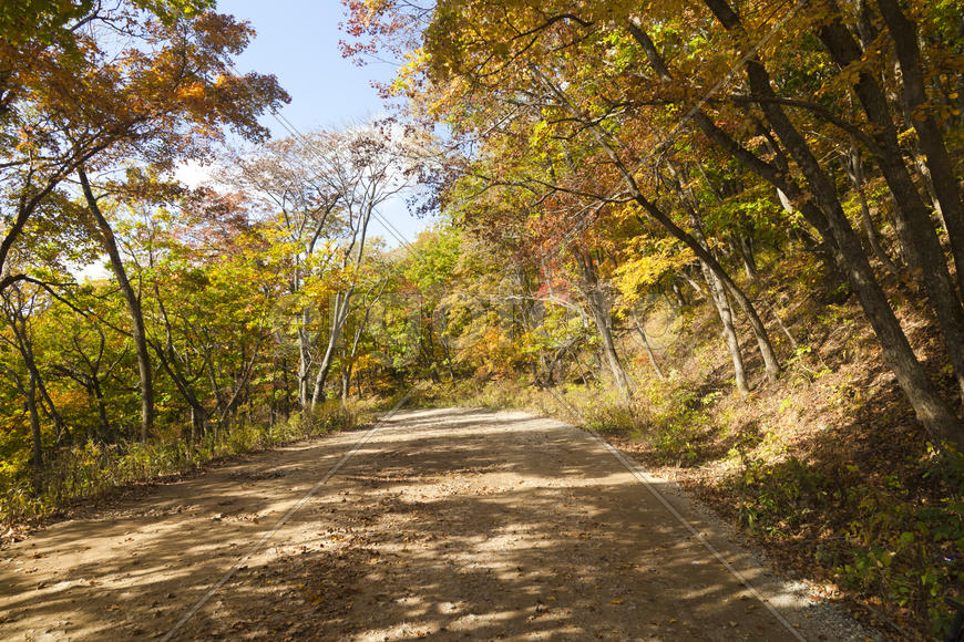 The autumn wood waiting for winter is pleasing to the eye rich paints