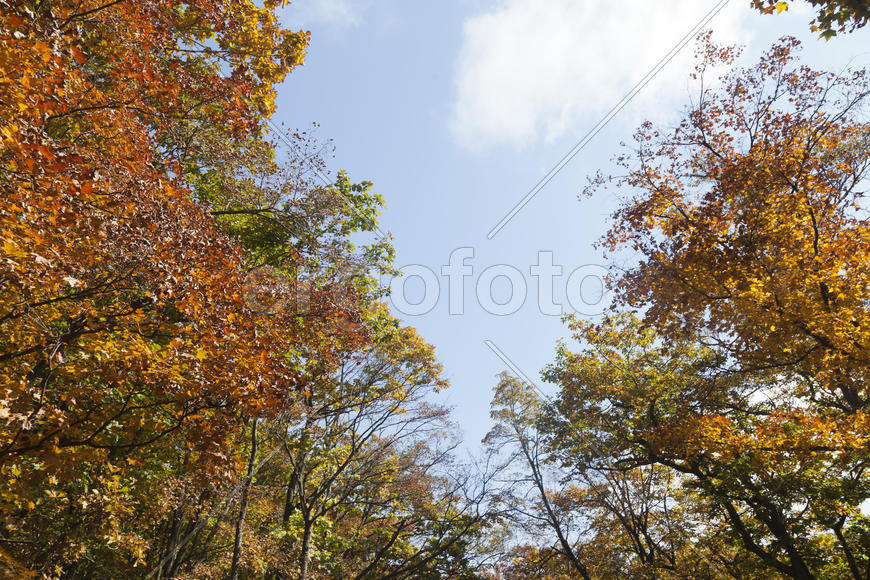 The autumn wood waiting for winter is pleasing to the eye rich paints
