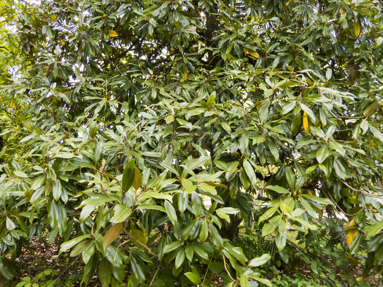 Spring flowers blossom on pleasure to people in the spring