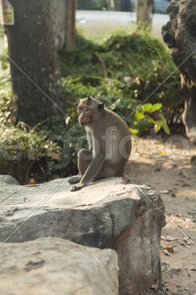 Monkeys in the Buddhist temple meet visitors and parishioners