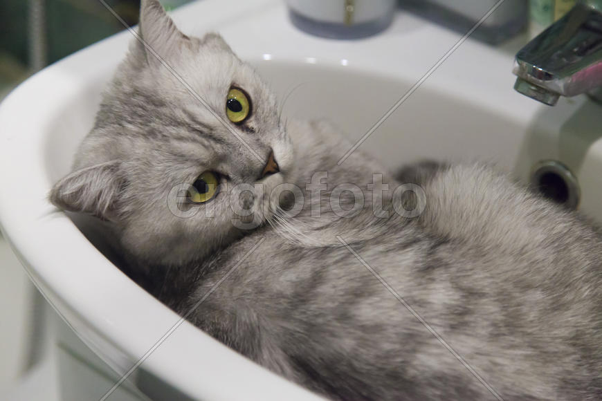 The gray cat in a sink lies and dreams of something