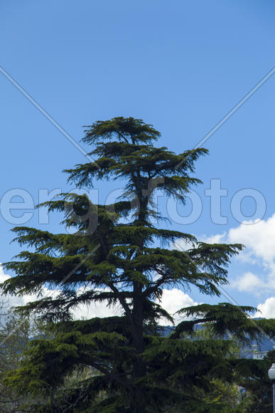 Palm trees and cypresses grow in the South and are pleasing to the eye beauty