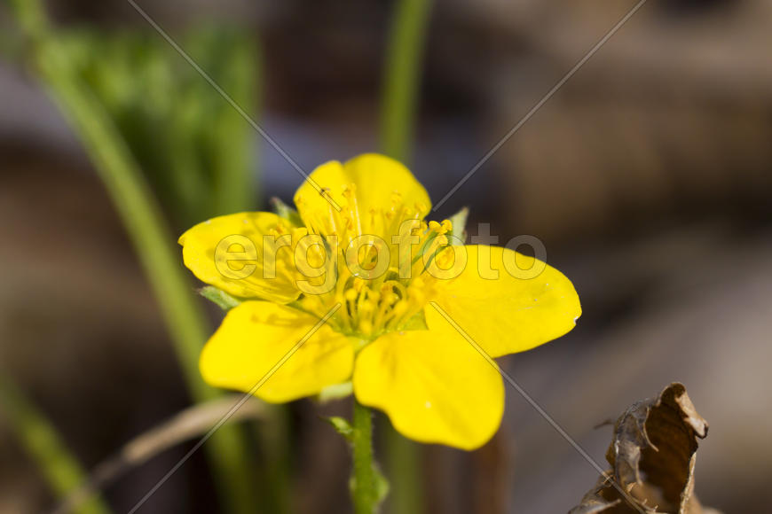 The first spring flowers are pleasing to the eye in the spring wood