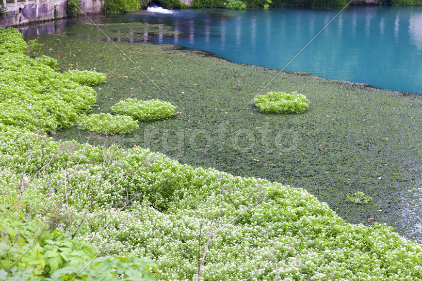 The blue river flows between thickets from palm trees and tropical trees