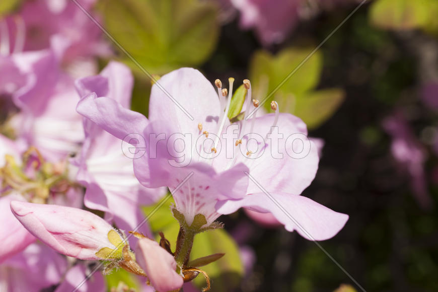 Beautiful spring flowers are pleasing to the eye beauty and tenderness