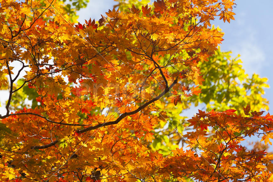 The autumn wood waiting for winter is pleasing to the eye rich paints