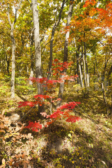 The autumn wood waiting for winter is pleasing to the eye rich paints
