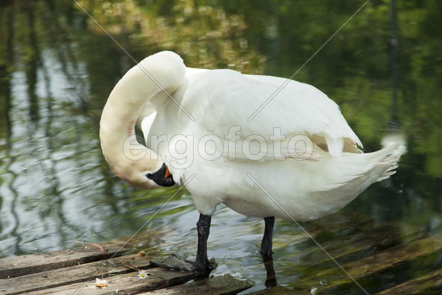 Swans in a pond float in search of food and rejoice to heat