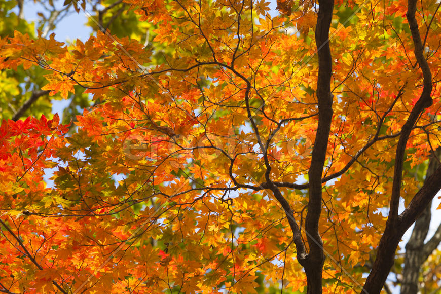 The autumn wood waiting for winter is pleasing to the eye rich paints