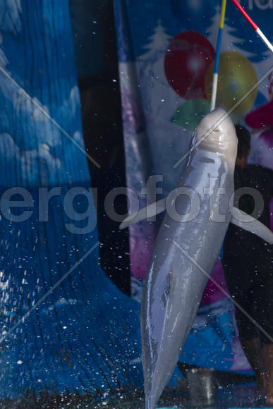 Dolphins in a dolphinarium address the audience and are very happy