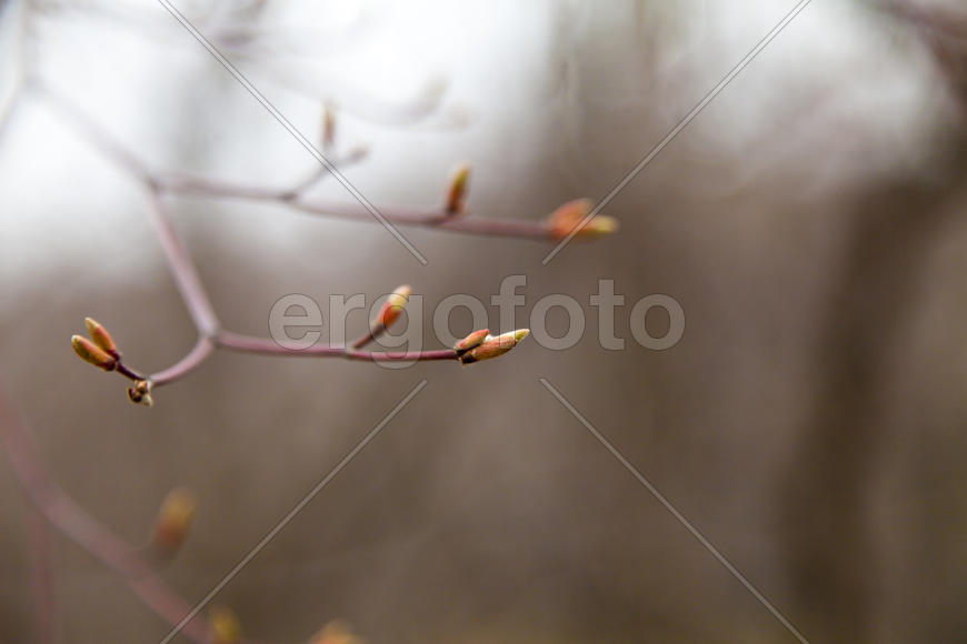 Young leaves on trees appear from kidneys in the spring