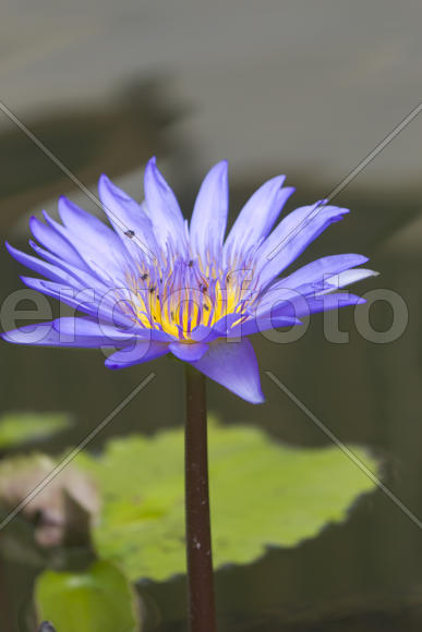 Water-lilies in a pond blossom in the different flowers on pleasure to people