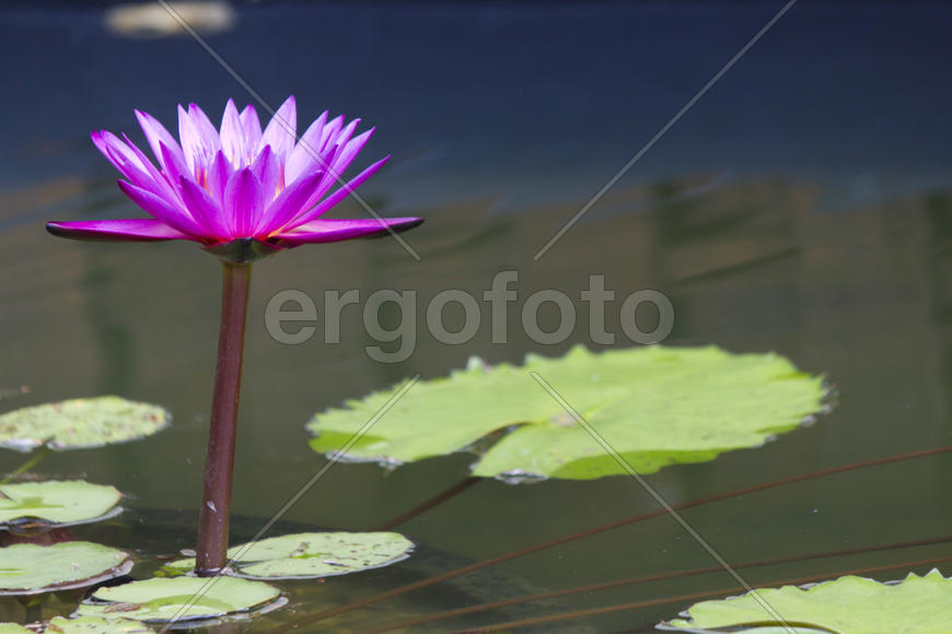 Water-lilies in a pond blossom in the different flowers on pleasure to people