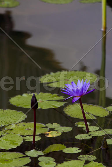 Water-lilies in a pond blossom in the different flowers on pleasure to people