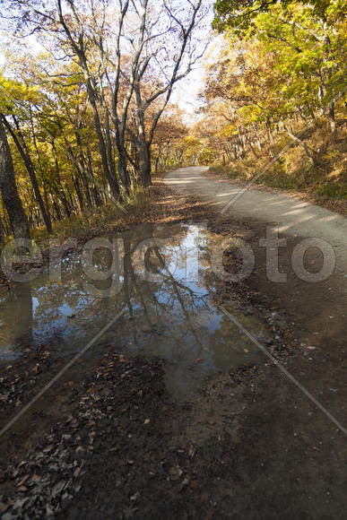 Autumn forest colorful stands in the last days of autumn