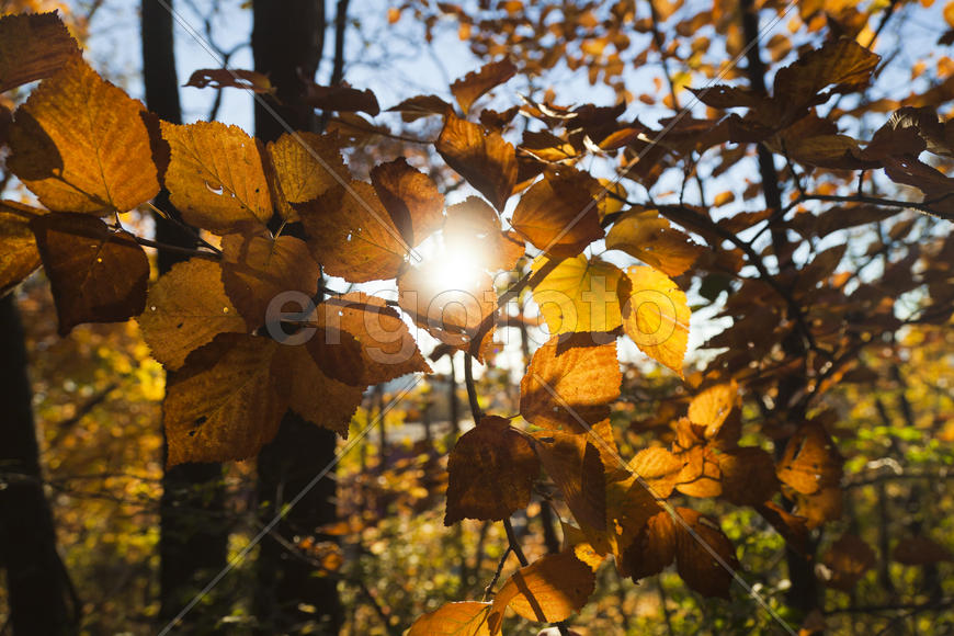 Autumn forest colorful stands in the last days of autumn