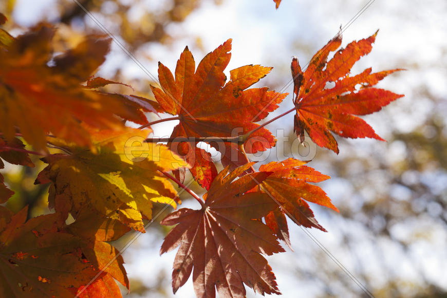 The autumn wood waiting for winter is pleasing to the eye rich paints