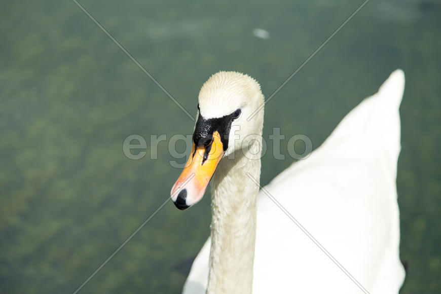 Swans in a pond float in search of food and rejoice to heat