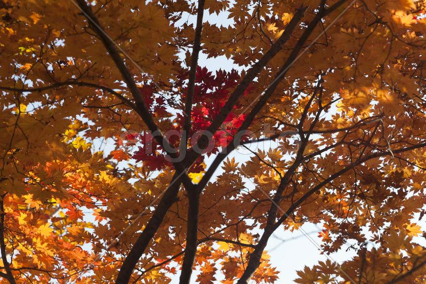 Autumn forest colorful stands in the last days of autumn