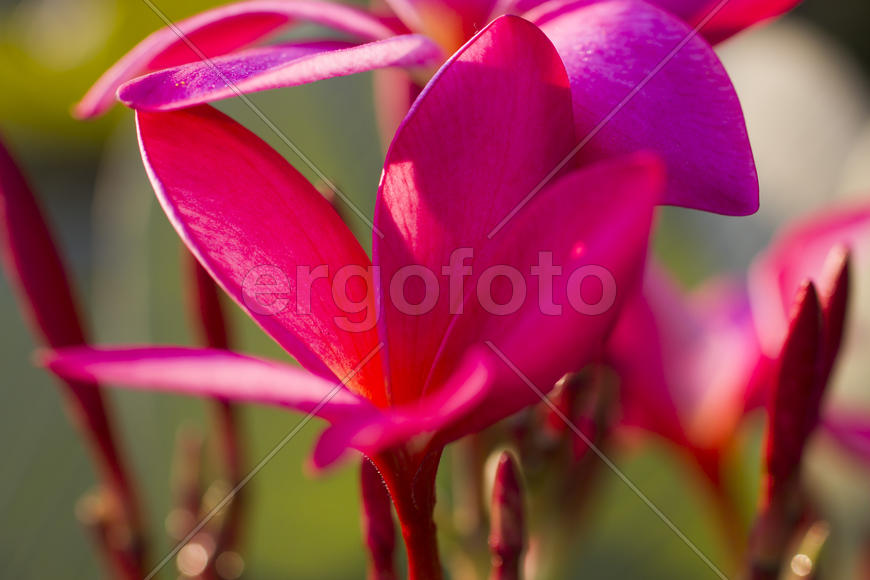 Beautiful tropical flowers blossom on pleasure to all people