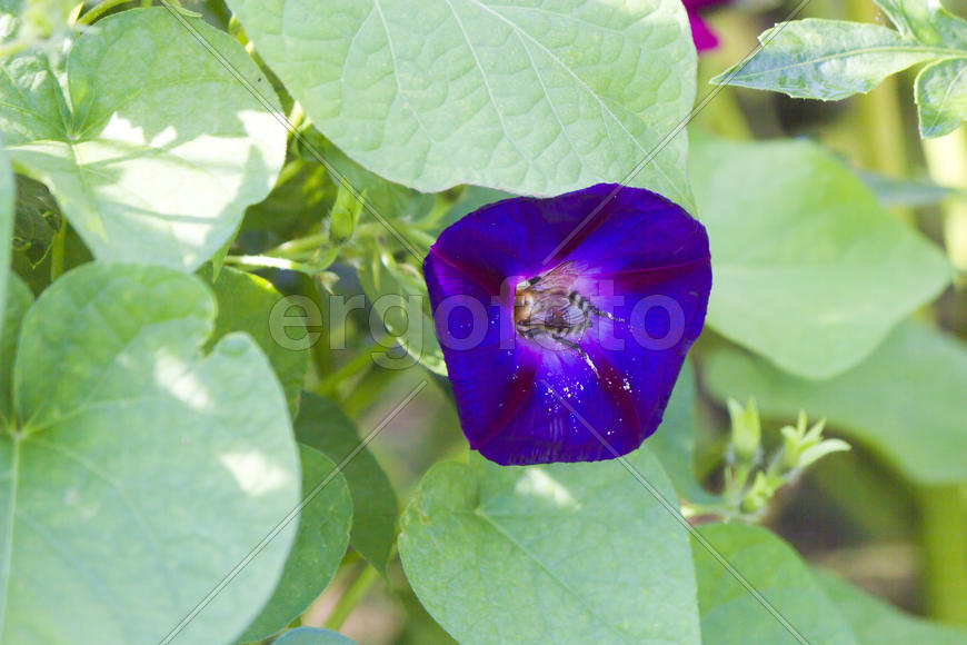 Autumn flowers grow in the joy of the people in the bright light of the sun