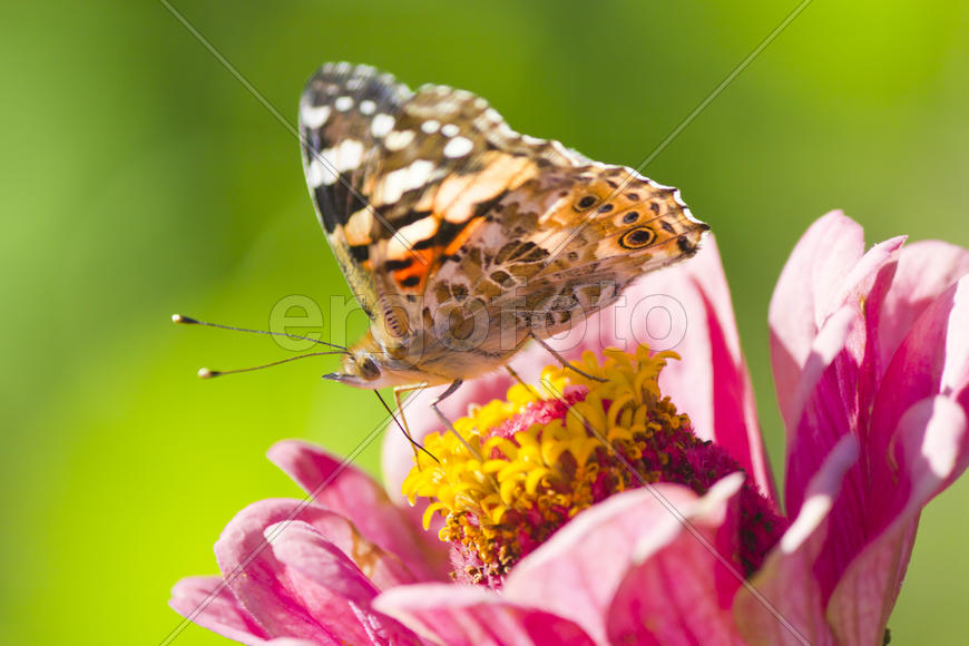 The butterfly on a flower collecting nectar on a bright sunny day