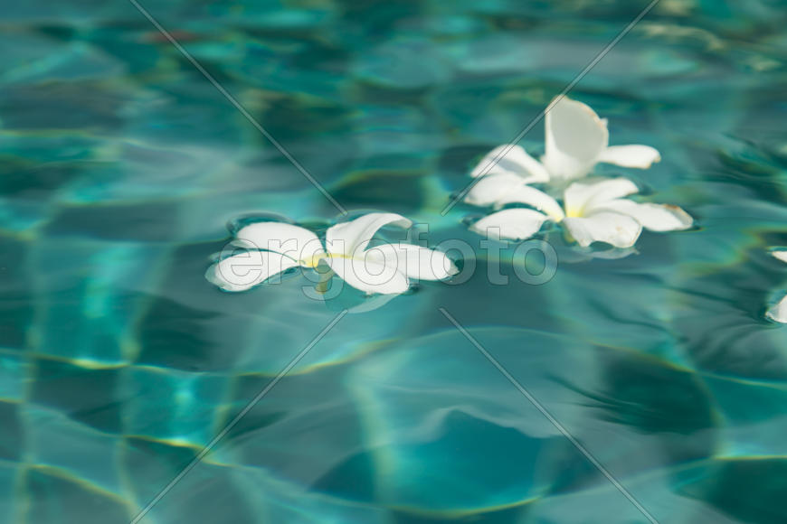 Beautiful tropical flowers swim in the pool with blue water