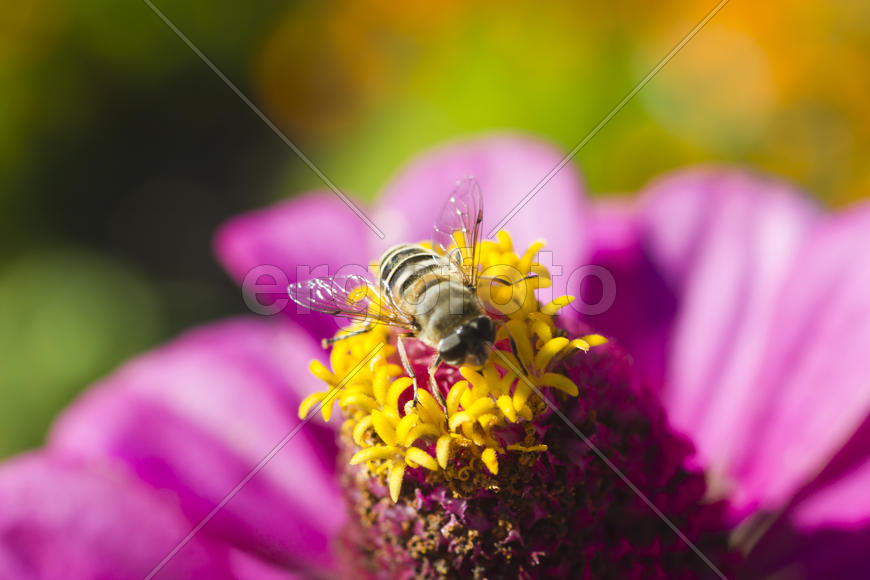Bee on flower collects nectar bright sunny day
