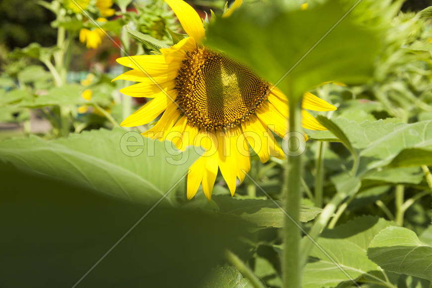Sunflowers in the field attentively watch the sun and turn behind it
