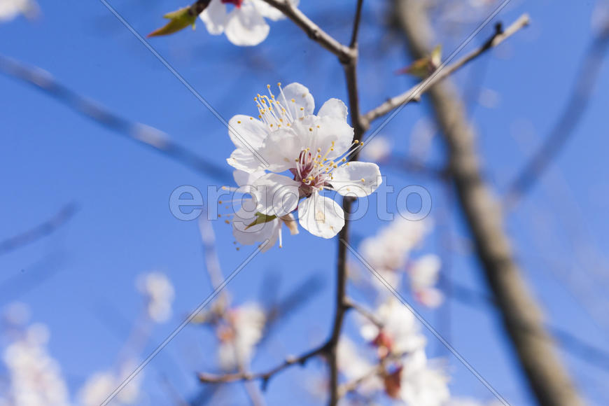 Beautiful spring flowers are pleasing to the eye beauty and tenderness