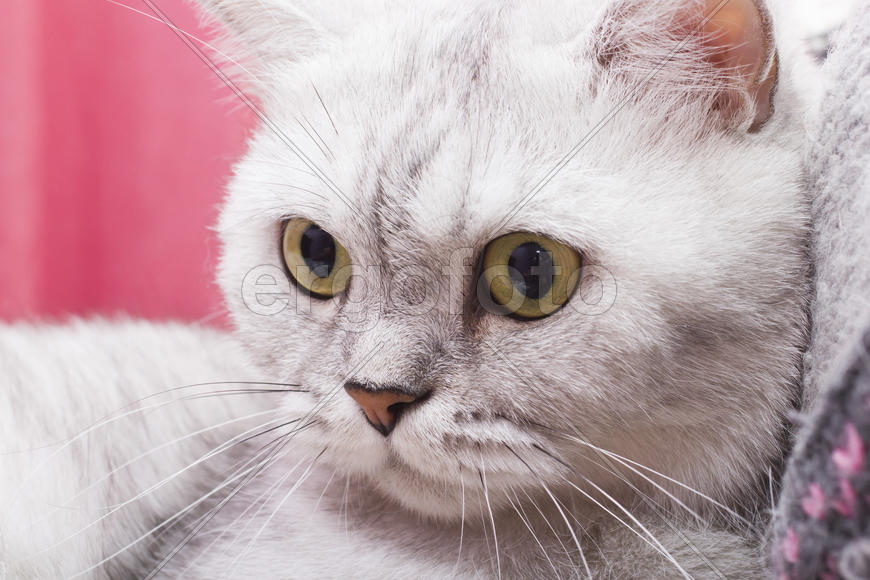 The big gray cat looks with self-respect