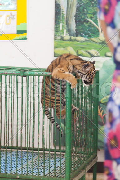 The tiger cub in a cage, but tries to get out from there