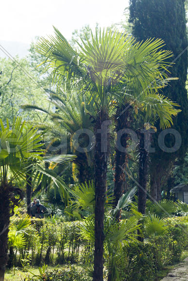 Palm trees grow in park on a bright sun of the South
