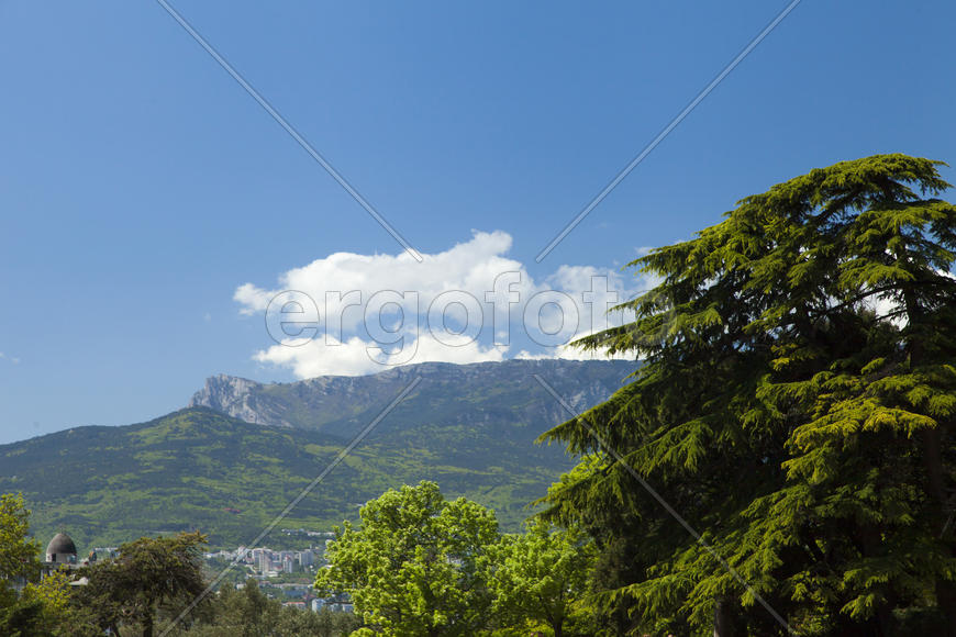 Palm trees and cypresses grow in the South and are pleasing to the eye beauty