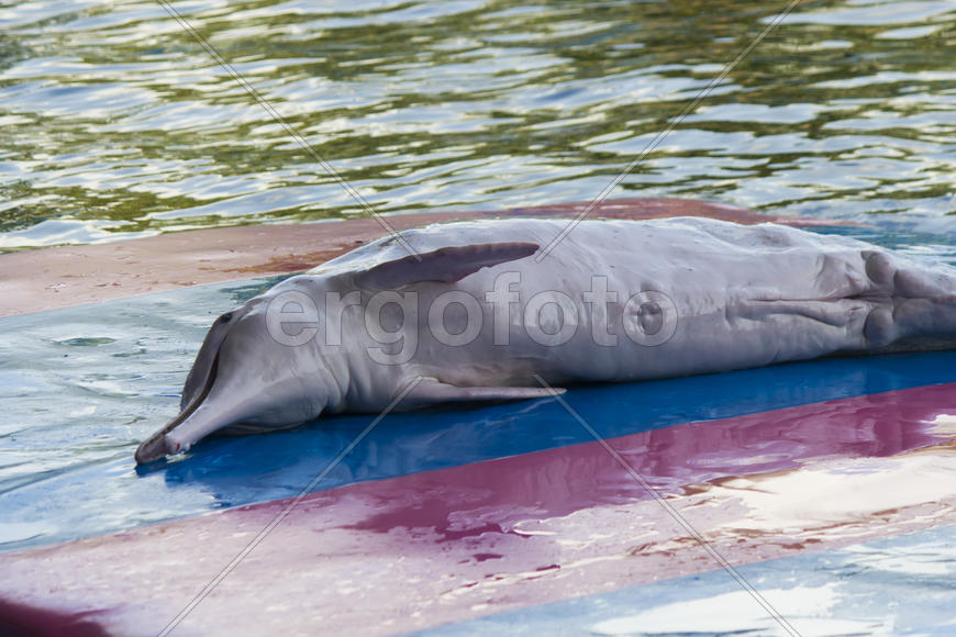 Dolphins in a dolphinarium address the audience and are very happy