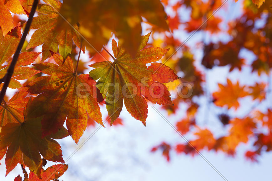 The autumn wood waiting for winter is pleasing to the eye rich paints
