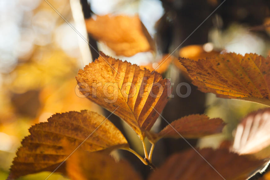 Autumn forest colorful stands in the last days of autumn