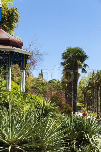 Palm trees and cypresses grow in the South and are pleasing to the eye beauty