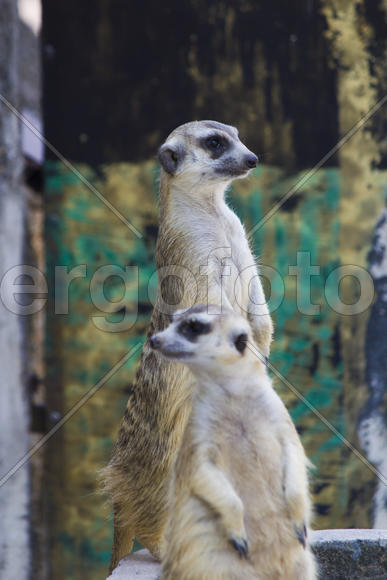 Surikata in a zoo stand as columns and look out for danger