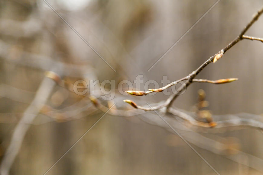 Young leaves on trees appear from kidneys in the spring