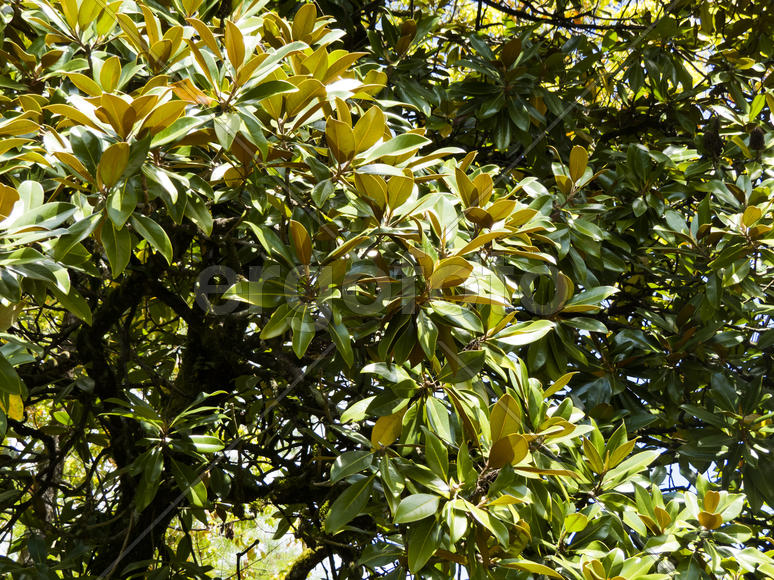 Palm trees grow in park on a bright sun of the South