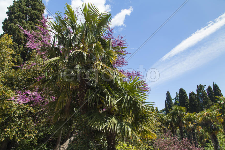 Palm trees and cypresses grow in the South and are pleasing to the eye beauty