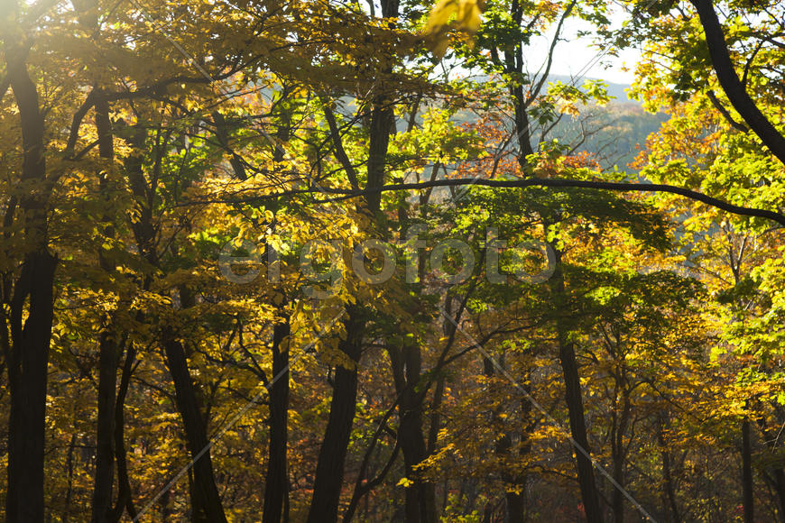 Autumn forest colorful stands in the last days of autumn