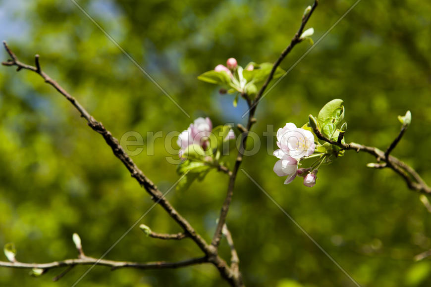 The blossoming apple-tree pleases people in the flowers and future apples