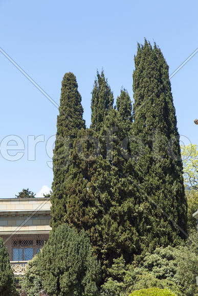 Palm trees and cypresses grow in the South and are pleasing to the eye beauty