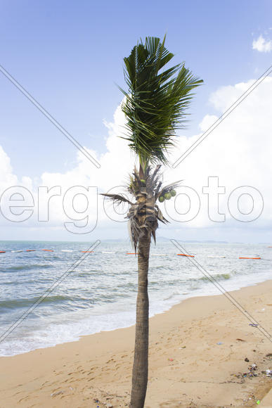 Palm trees grow on pleasure to the people having a rest and bathing ashore