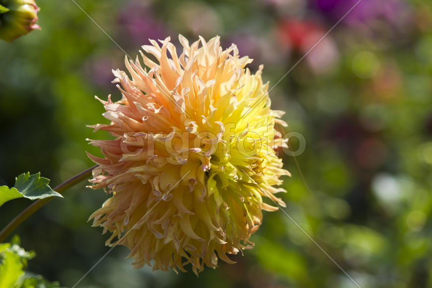 Autumn flowers grow in the joy of the people in the bright light of the sun