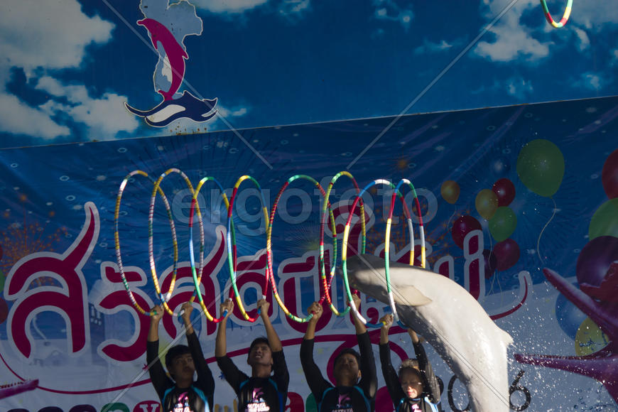 Dolphins in a dolphinarium address the audience and are very happy